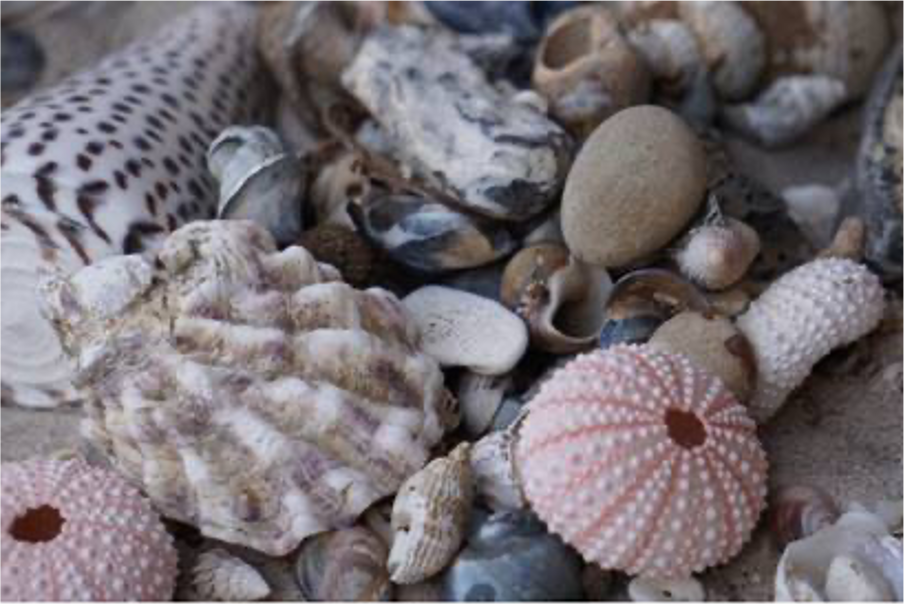 meer